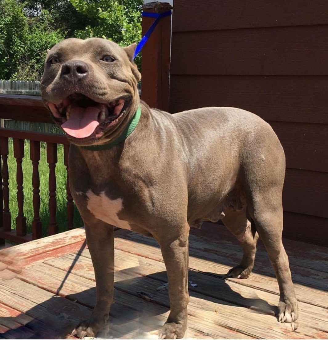 Dog Featured Image