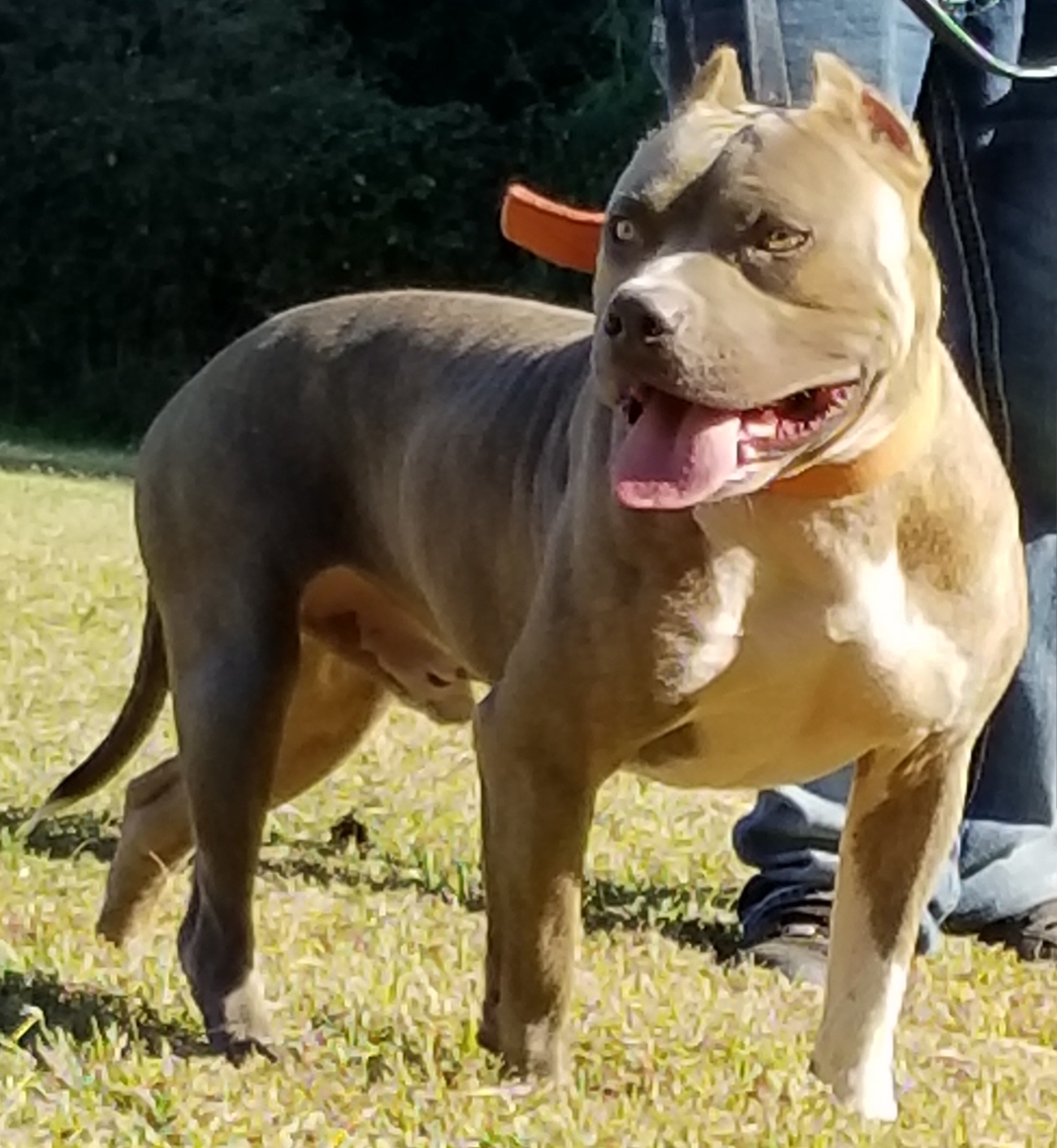Dog Featured Image