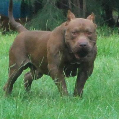 Dog Featured Image