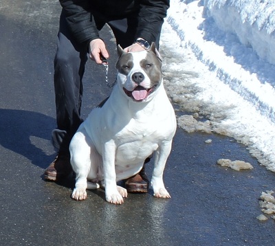 Dog Featured Image