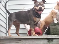 Dog Featured Image