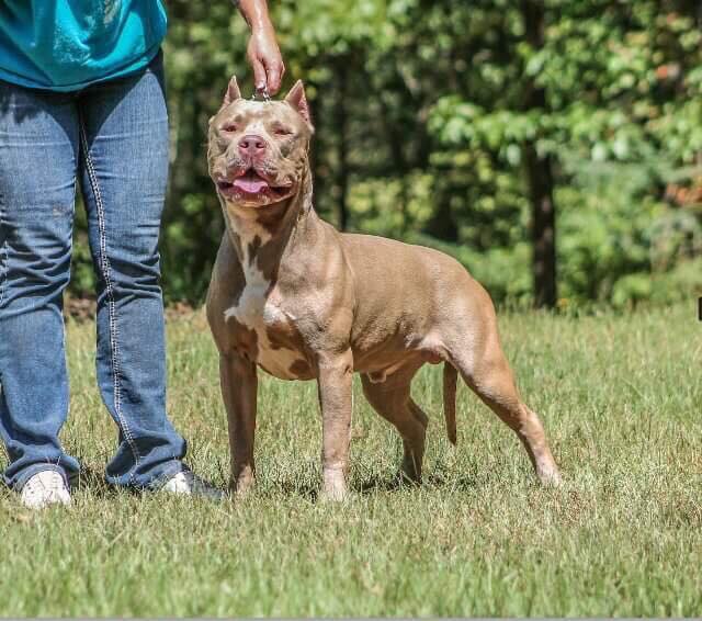 Dog Featured Image