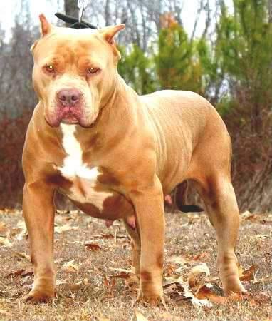 Dog Featured Image