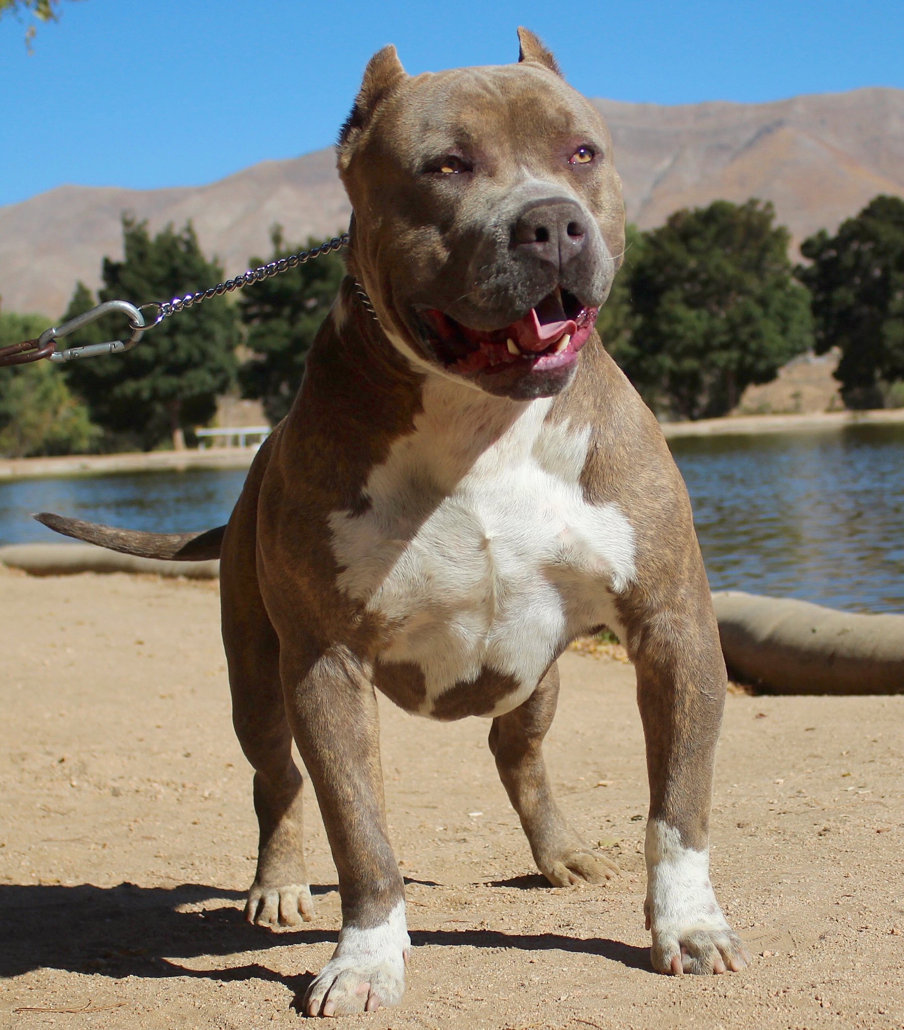 Dog Featured Image