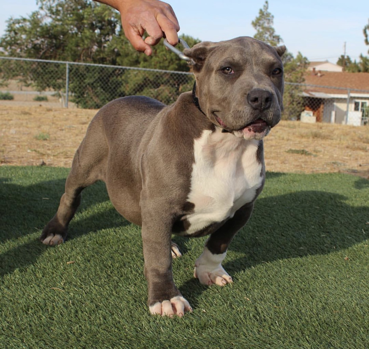 Dog Featured Image