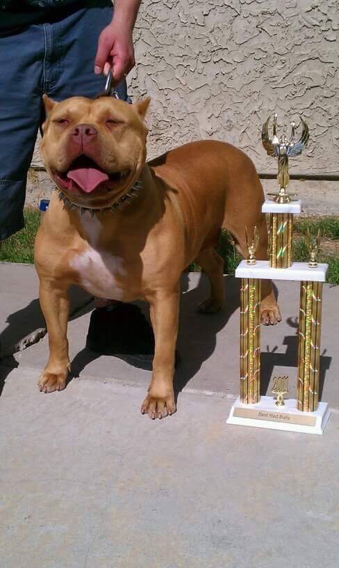 Dog Featured Image