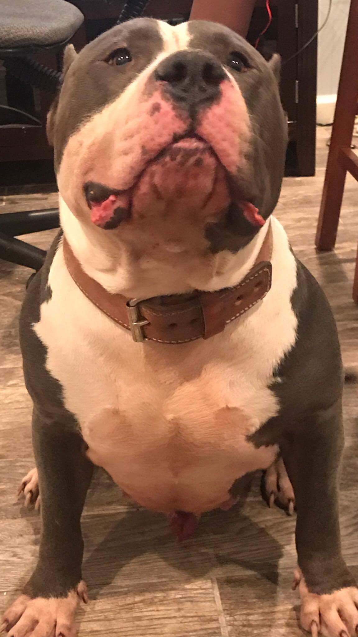 Dog Featured Image