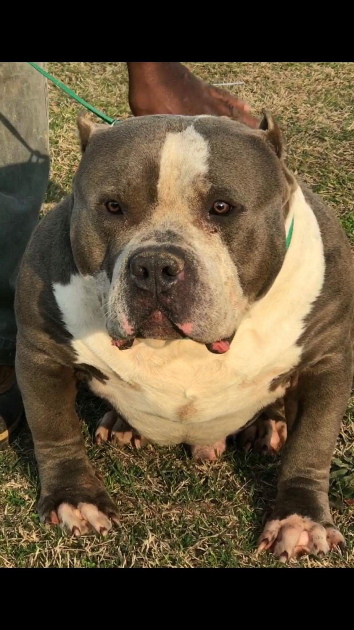 Dog Featured Image