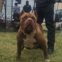 Dog Featured Image