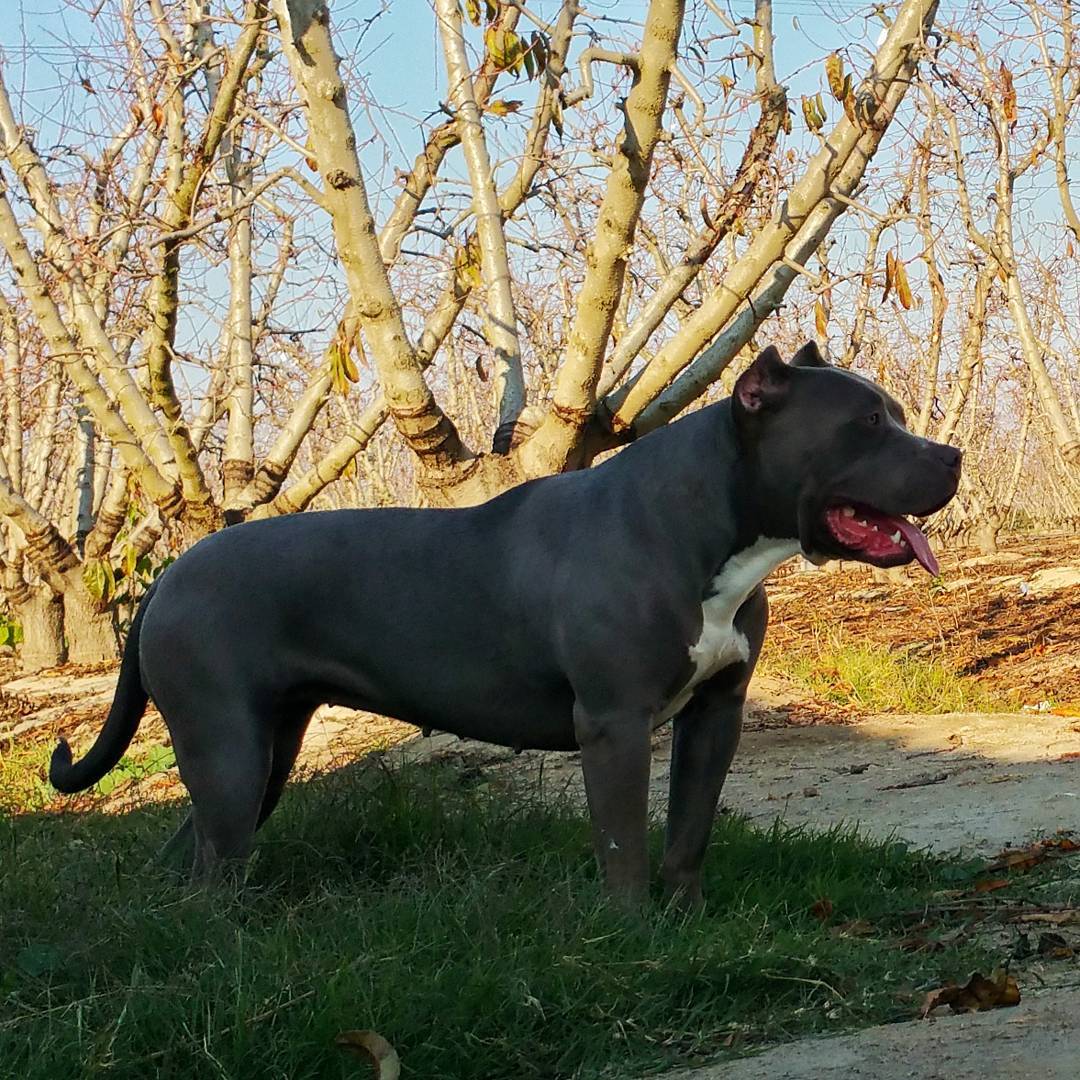 Dog Featured Image