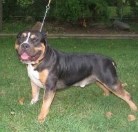 Dog Featured Image