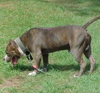 Dog Featured Image
