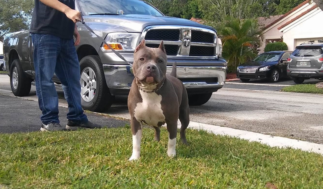 Dog Featured Image
