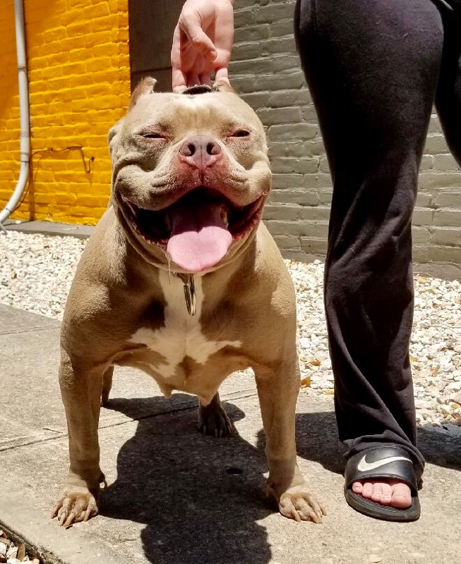 Dog Featured Image