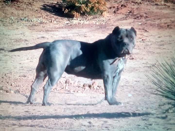 Dog Featured Image