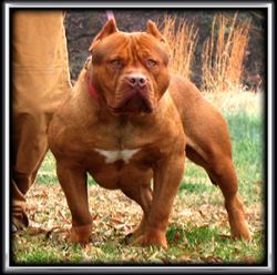 Dog Featured Image