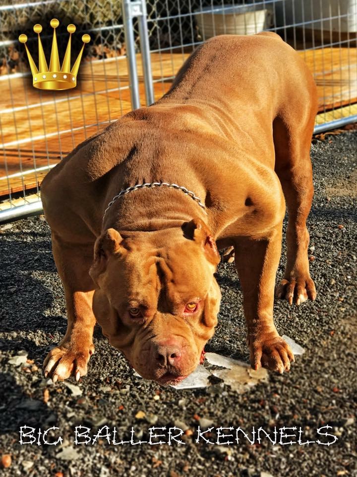 Dog Featured Image