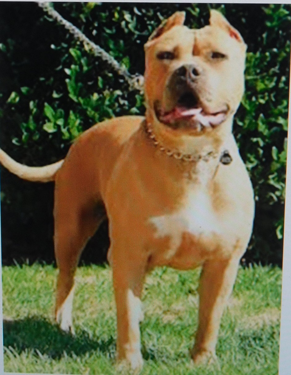 Dog Featured Image