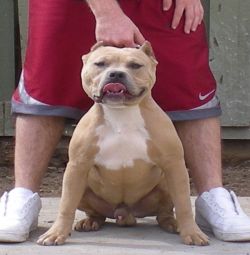 Dog Featured Image