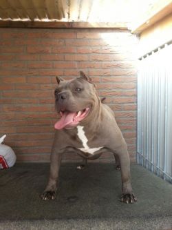 Dog Featured Image