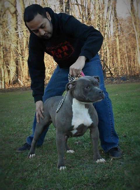 Dog Featured Image