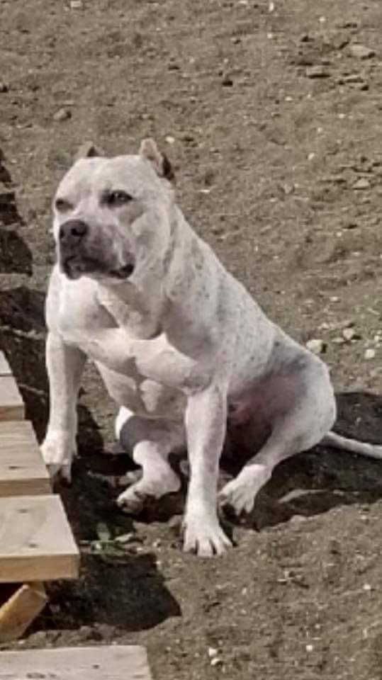 Dog Featured Image