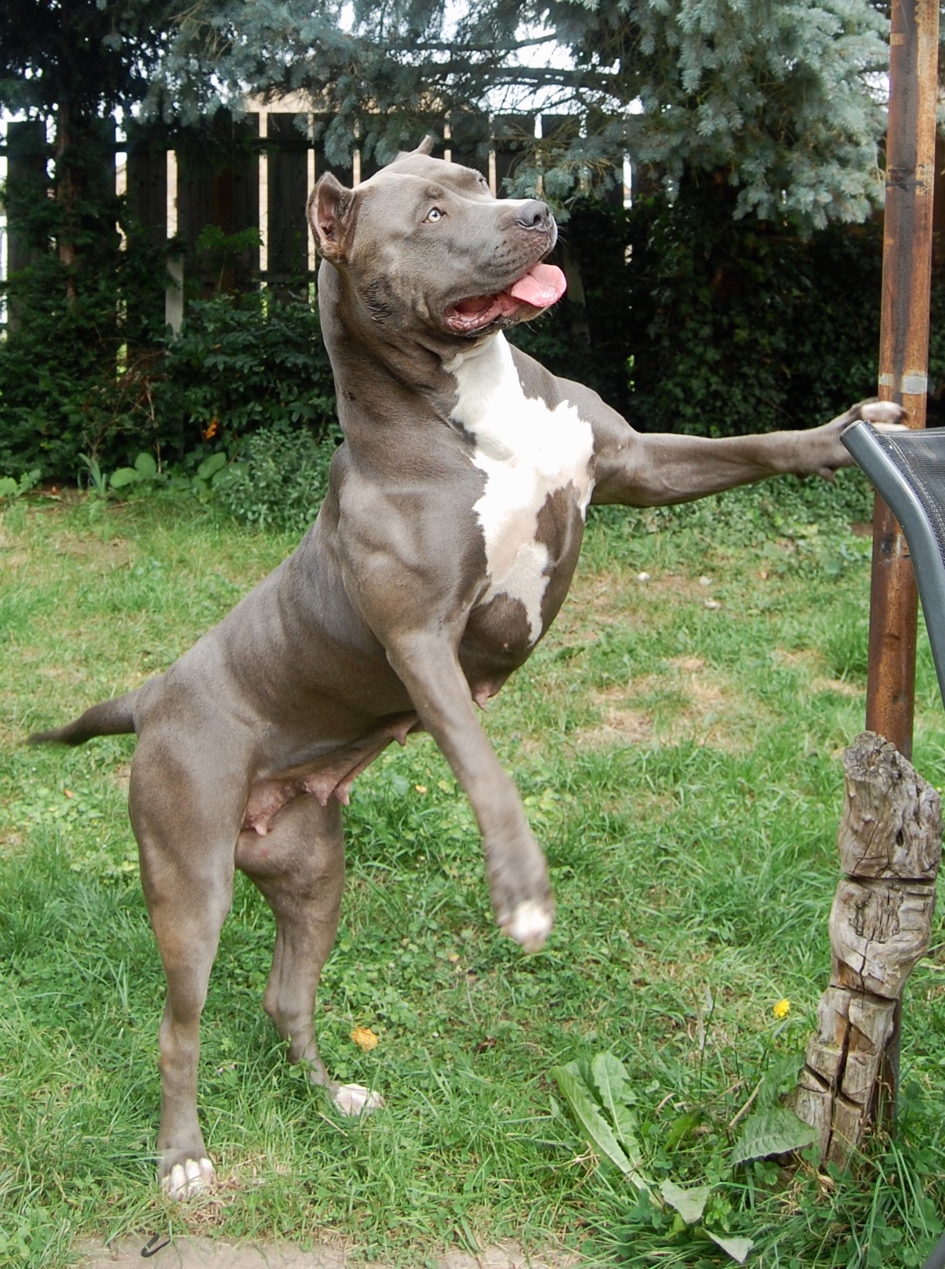 Dog Featured Image