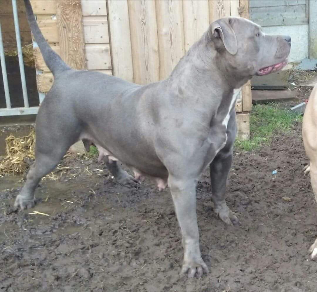 Dog Featured Image