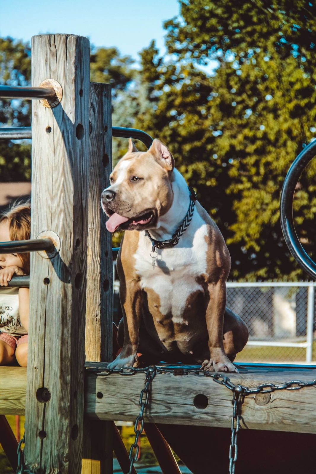 Dog Featured Image