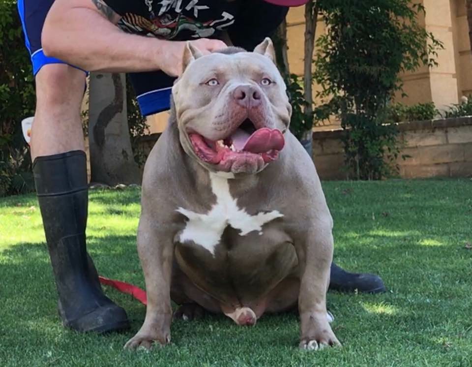Dog Featured Image