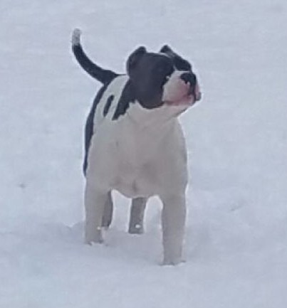 Dog Featured Image