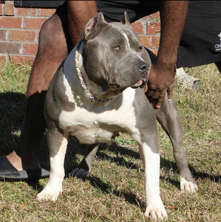 Dog Featured Image