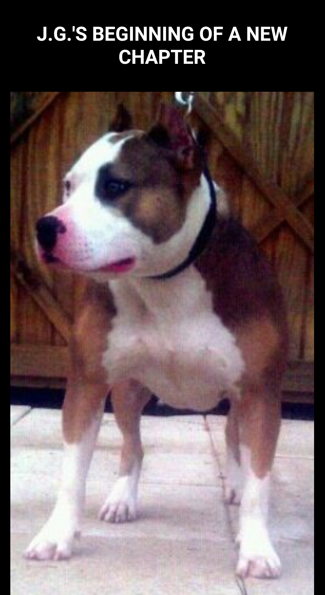 Dog Featured Image