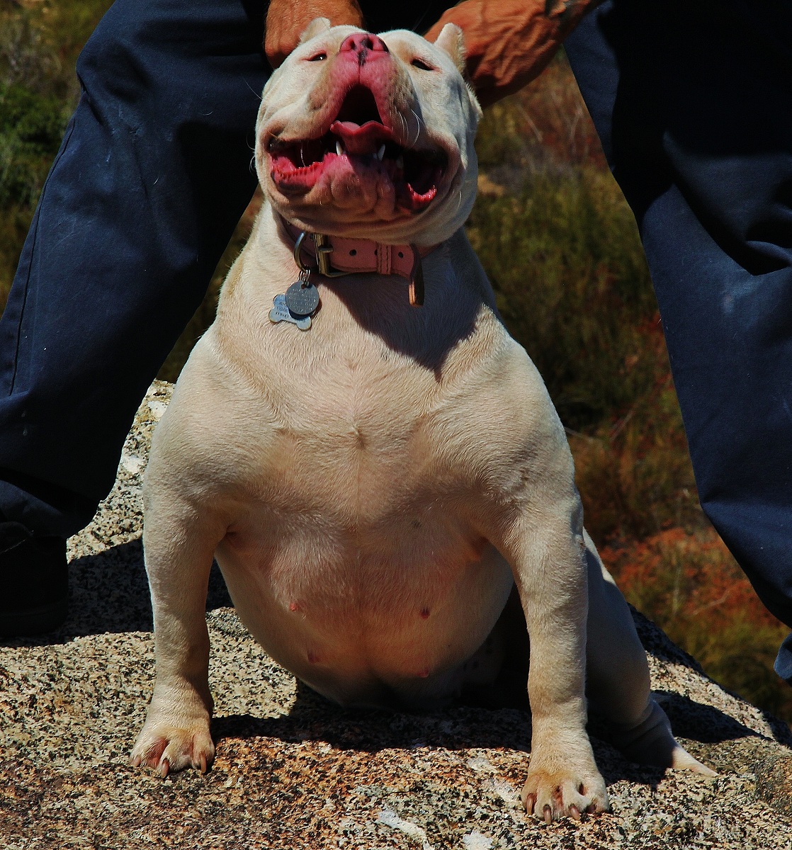 Dog Featured Image