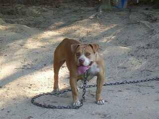 Dog Featured Image