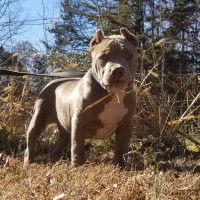 Dog Featured Image