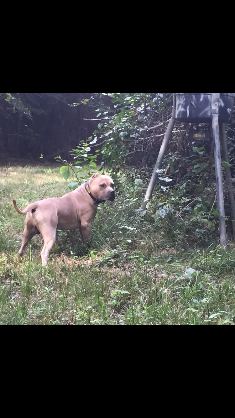 Dog Featured Image
