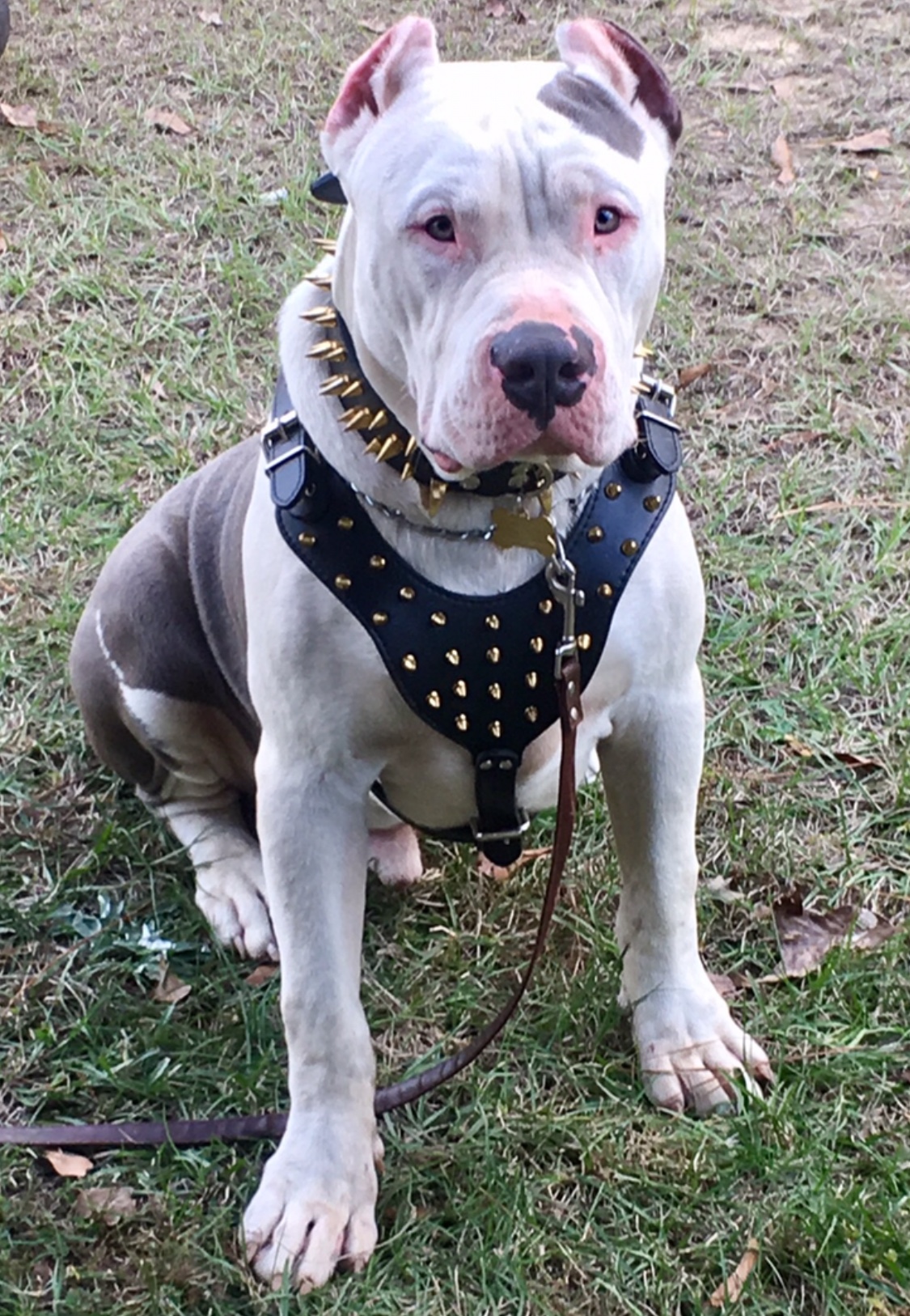 Dog Featured Image