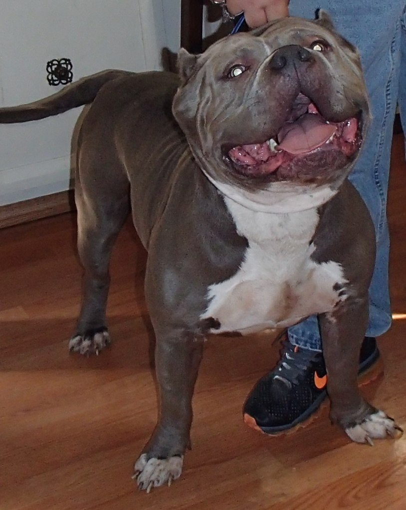 Dog Featured Image