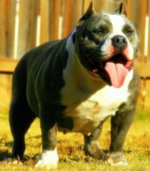 Dog Featured Image