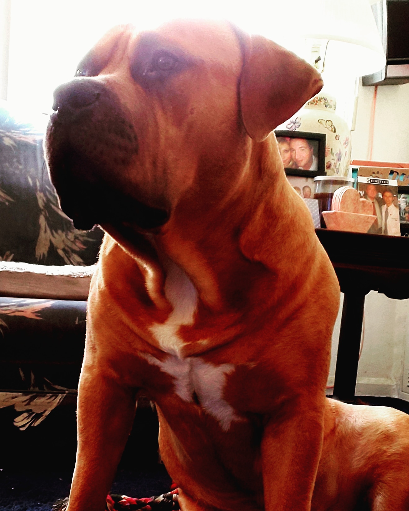 Dog Featured Image