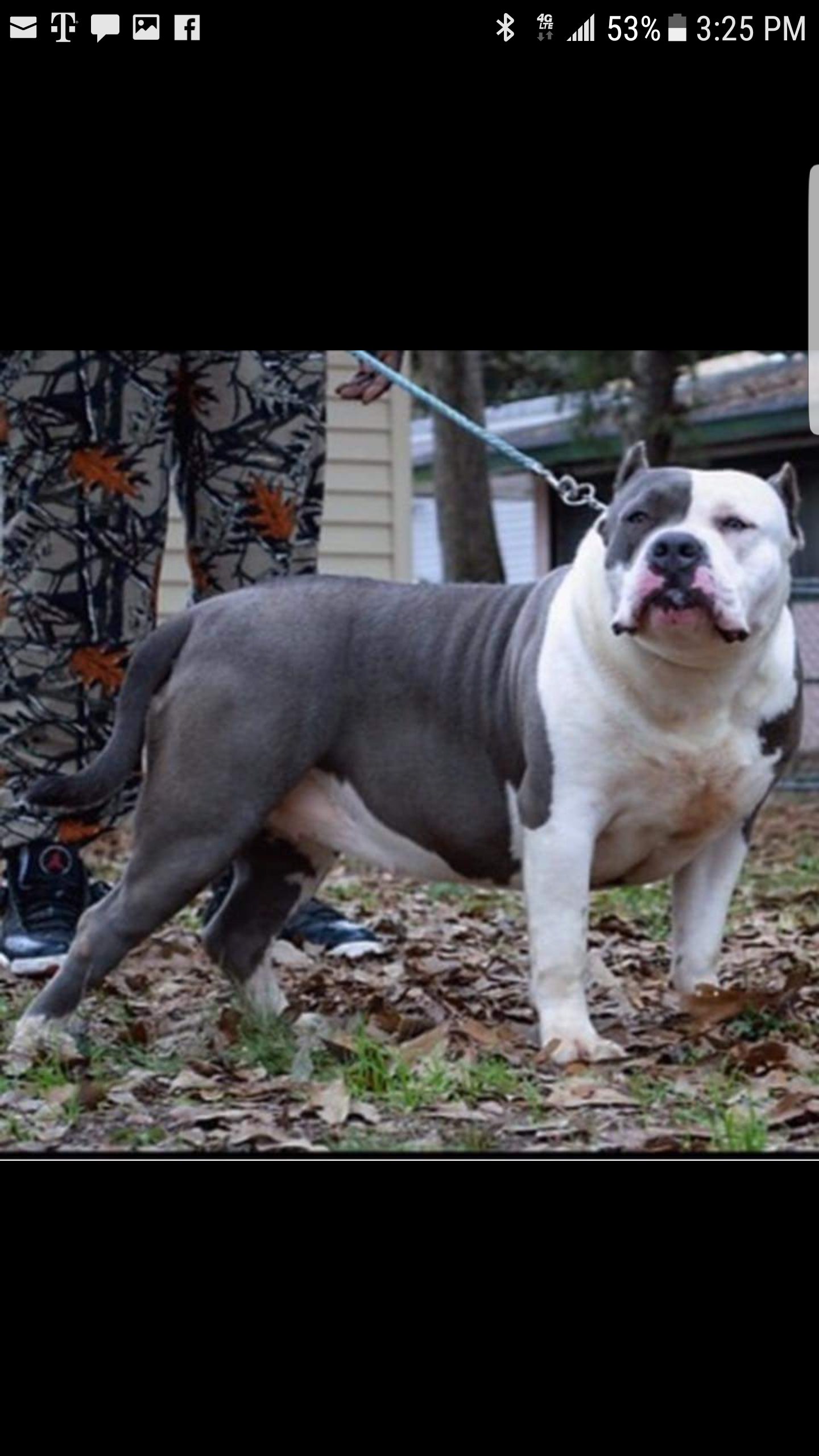 Dog Featured Image