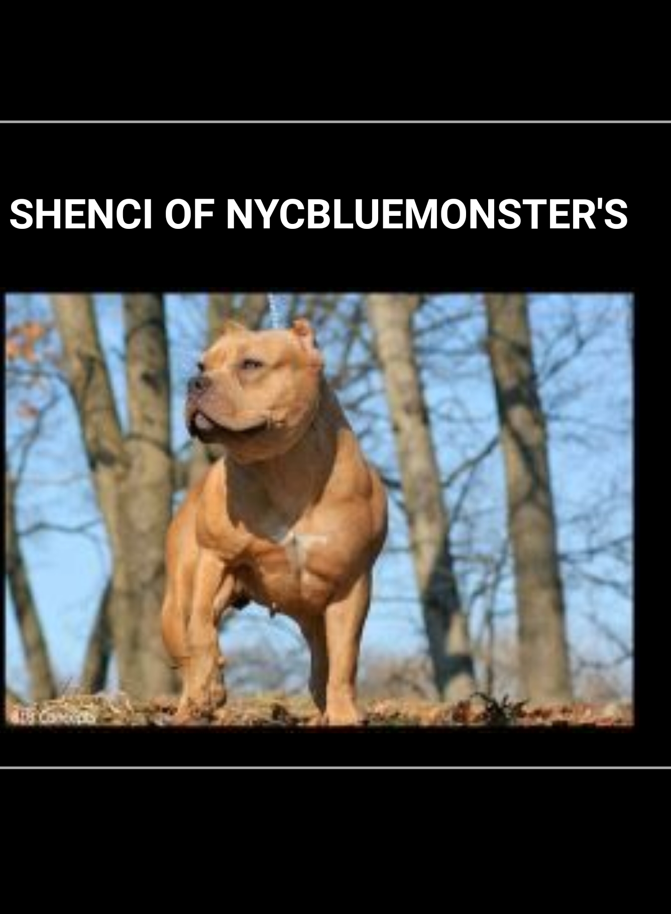 Dog Featured Image