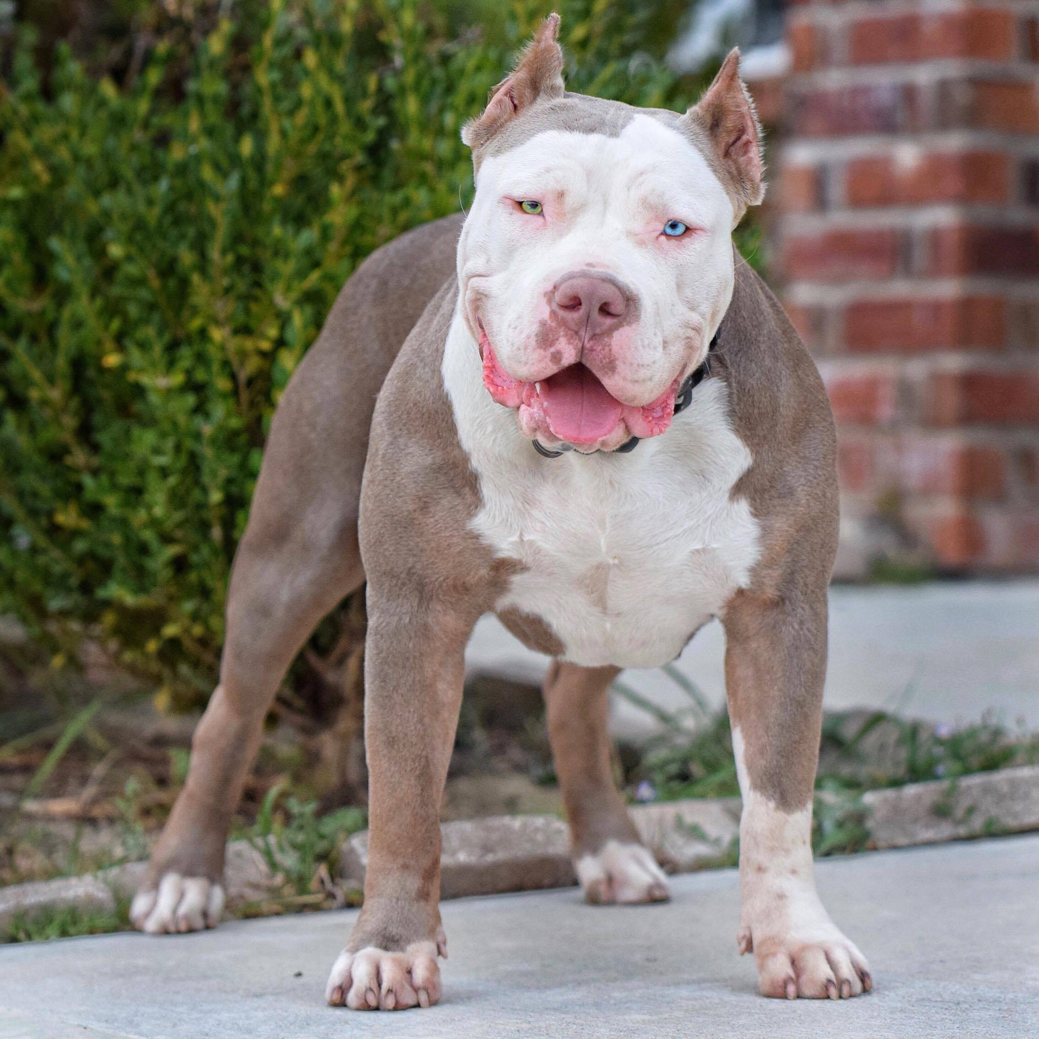 Dog Featured Image