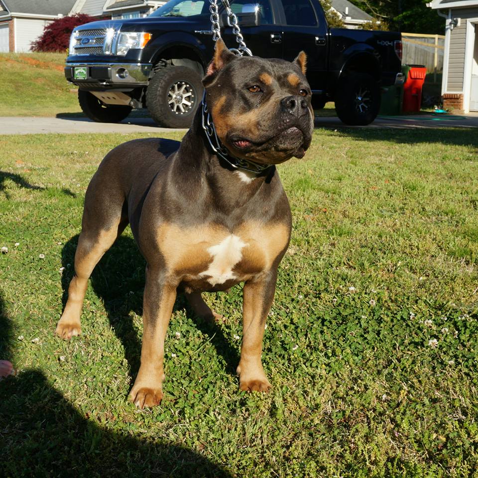 Dog Featured Image