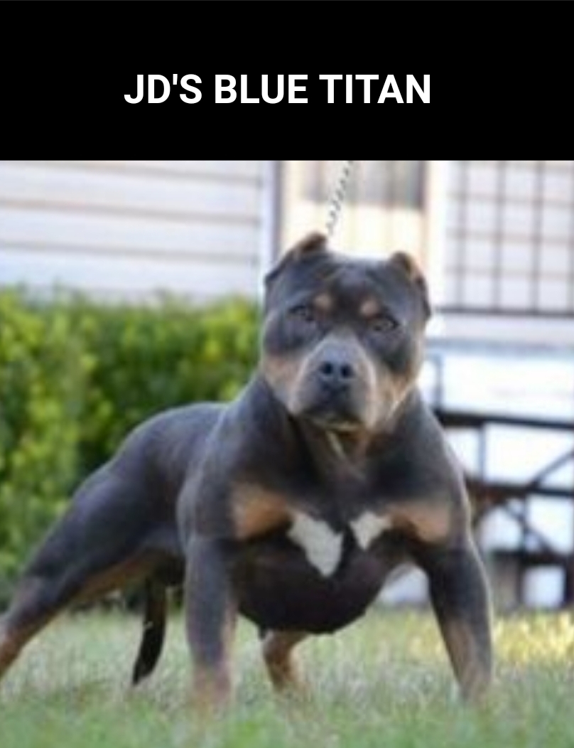 Dog Featured Image