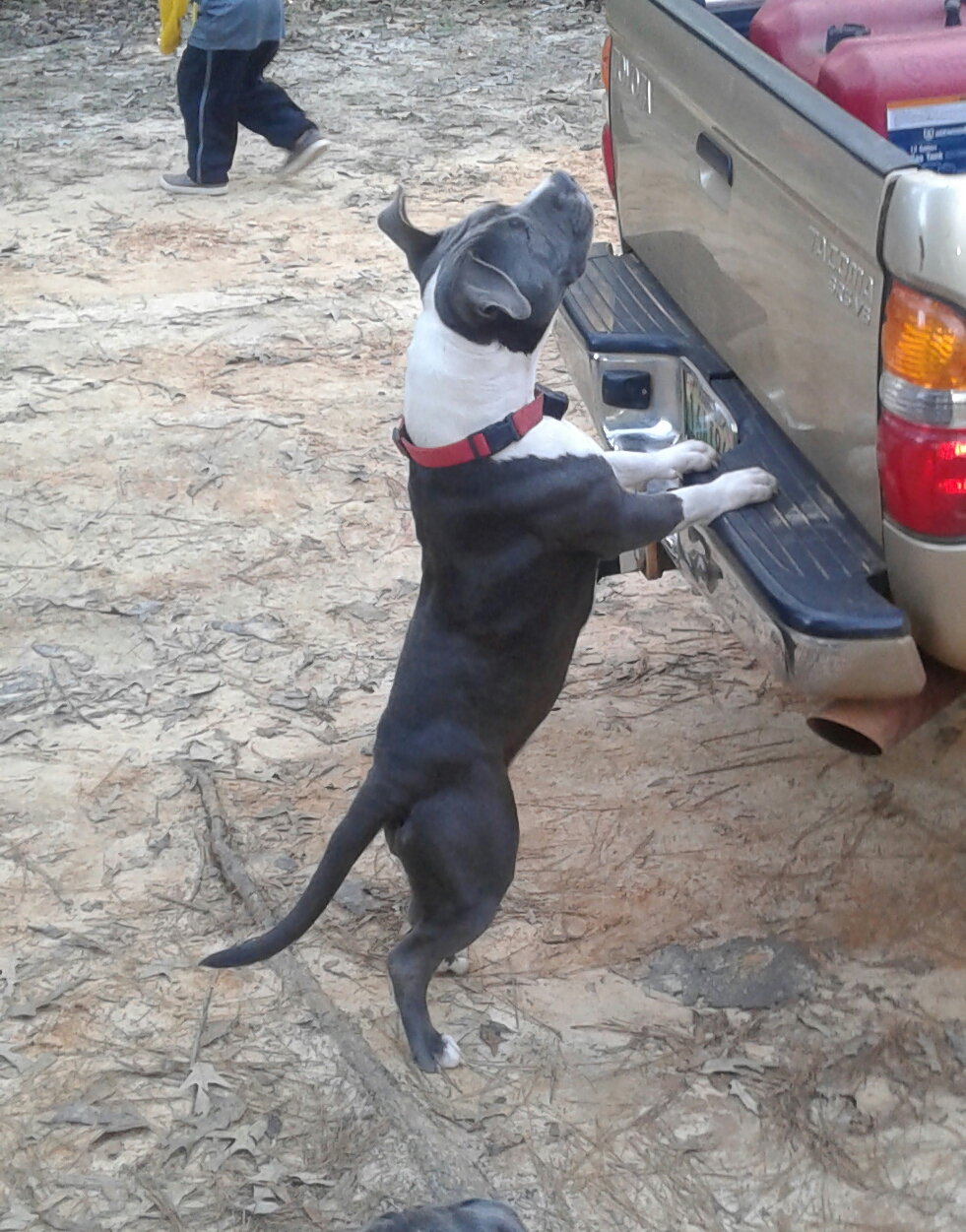 Dog Featured Image