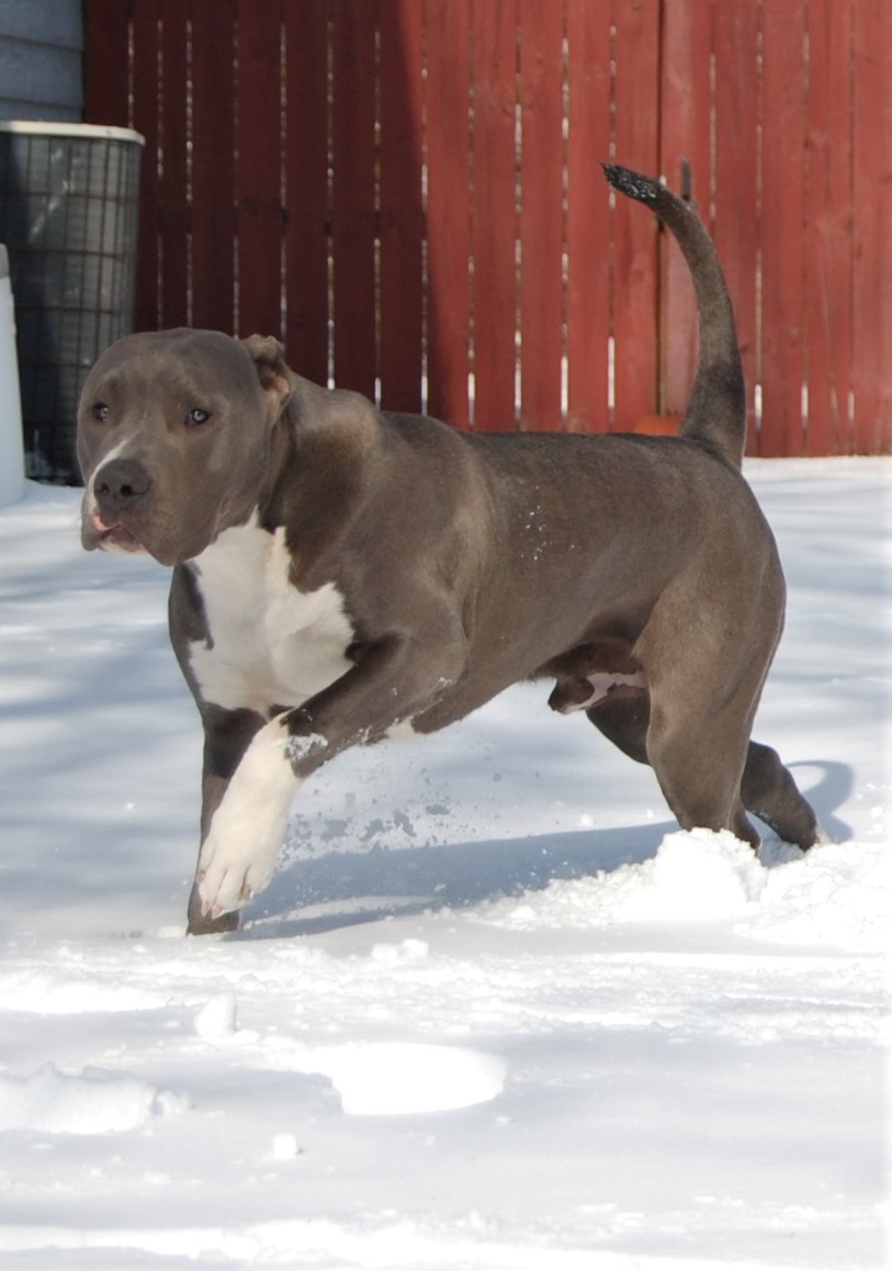 Dog Featured Image