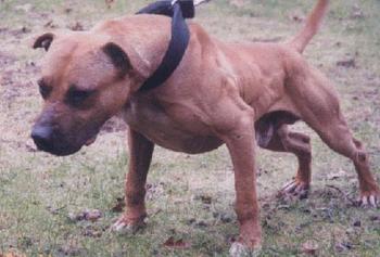 Dog Featured Image