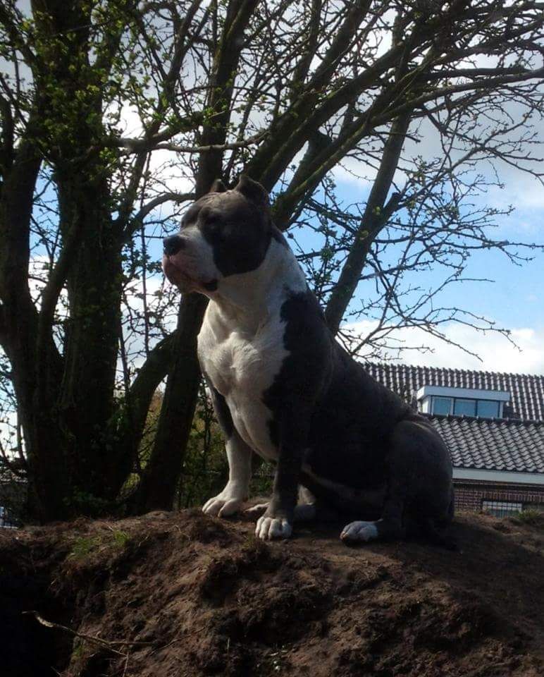 Dog Featured Image